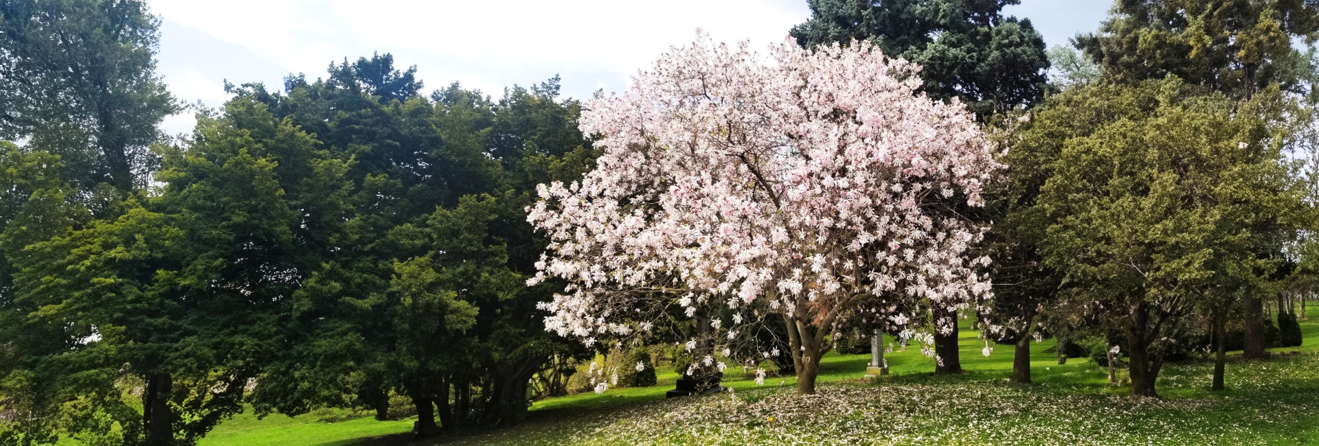 Pink cherry blossom tree in bloom surrounded by green park trees.
