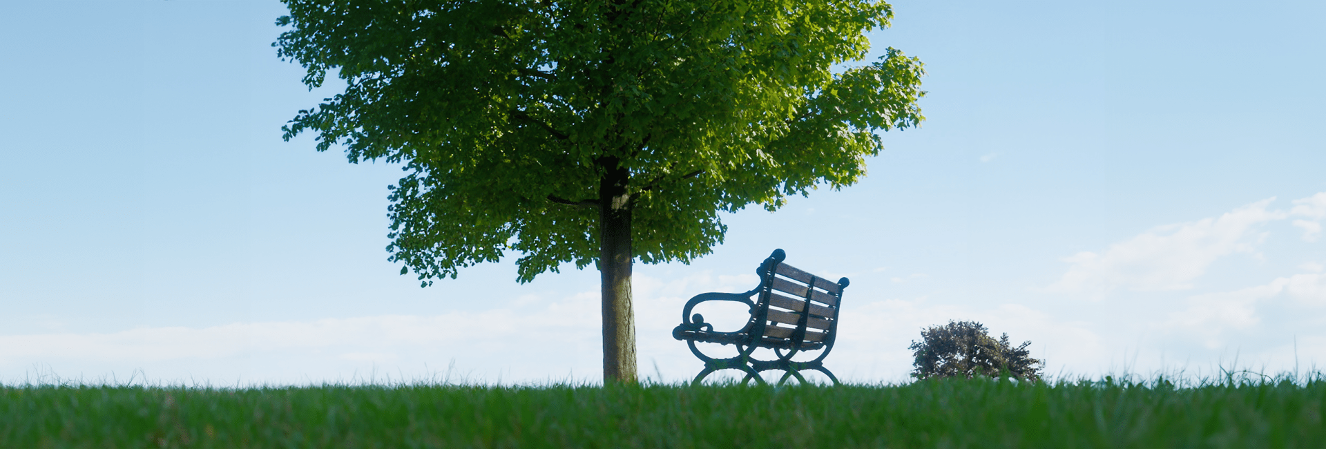 Bench Under a Tree in a Peaceful Cemetery