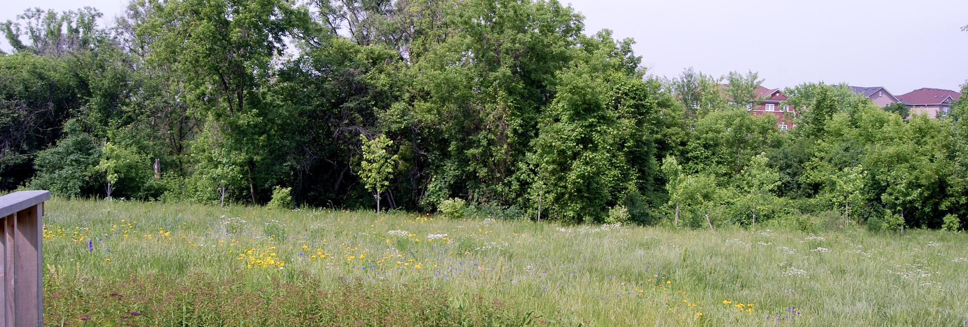 Meadowvale Natural burial area