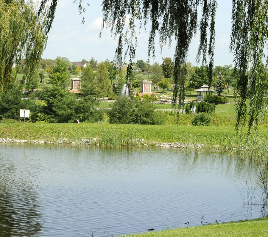 pond with trees surrounding it