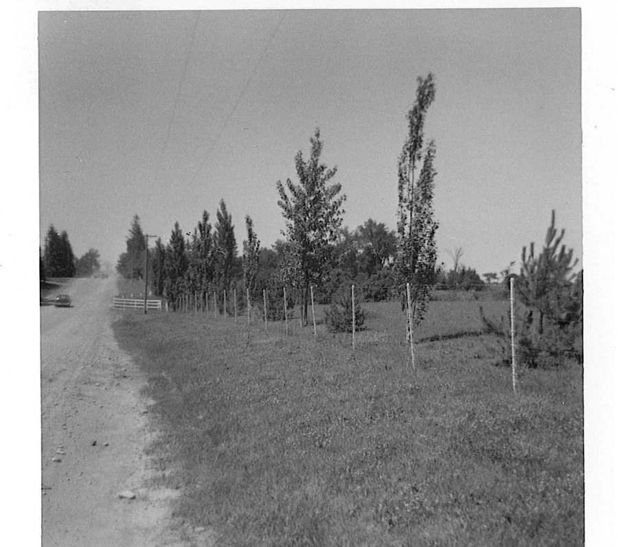 A black‑and‑white photograph of a rural roadside bordered by a dirt road on the left and a grassy field on the right. A line of young, slender trees supported by thin stakes runs parallel to the road, forming a simple fence or boundary. Additional trees and low vegetation fill the background. A car is faintly visible in the distance along the dusty road, which curves gently out of view.