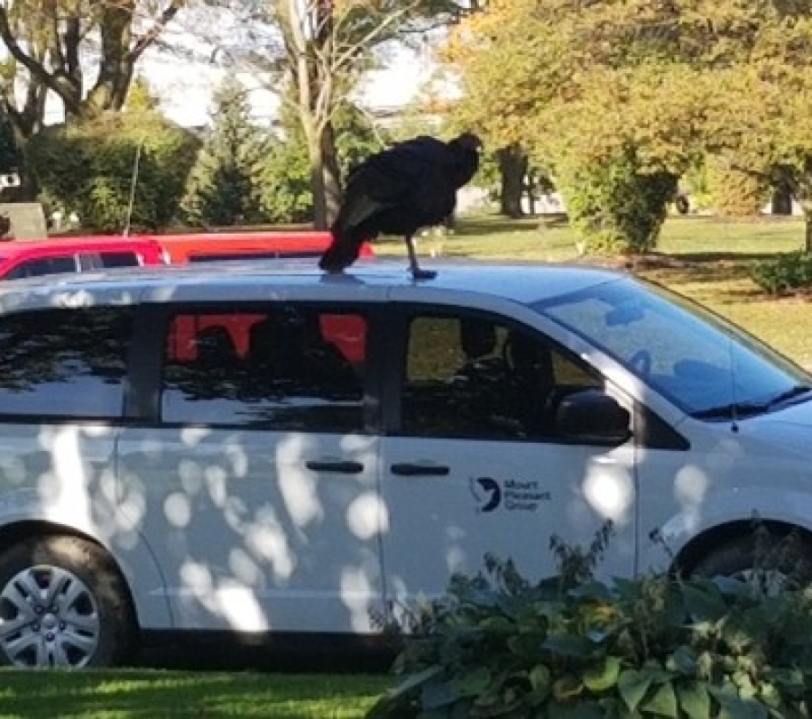 a turkey on top of a car