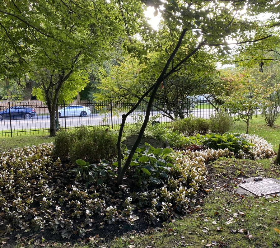 area with rocks and trees