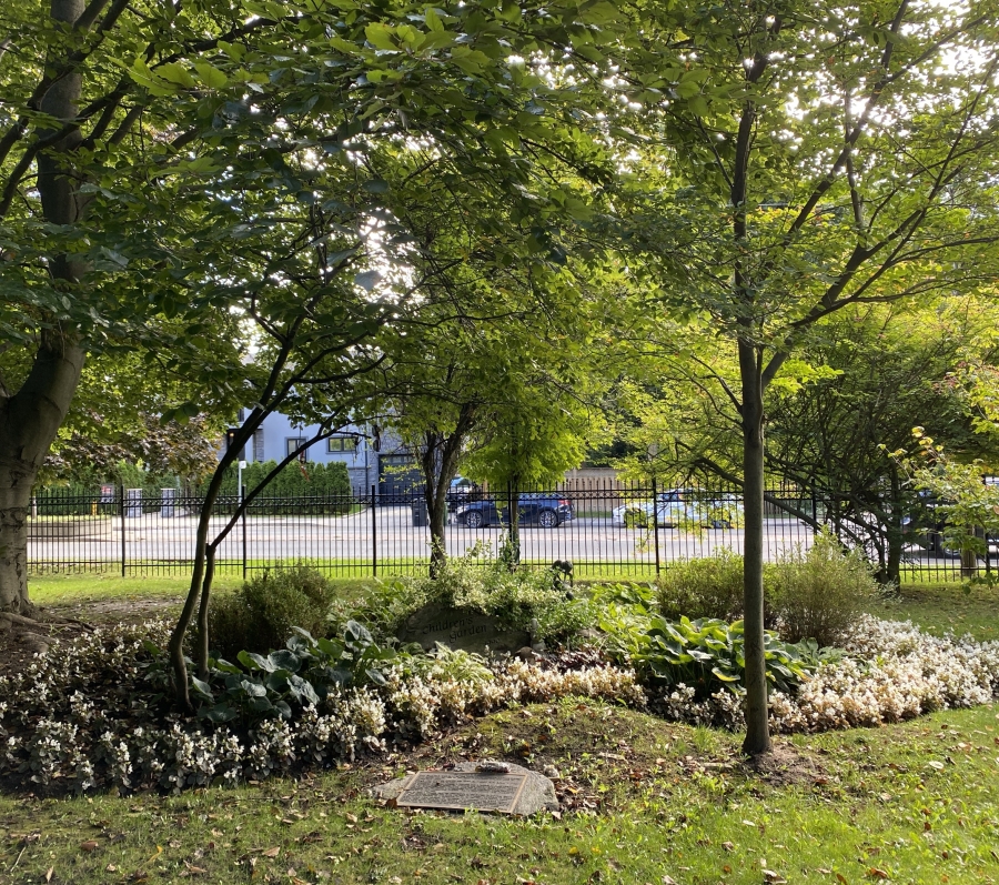 area with rocks and trees