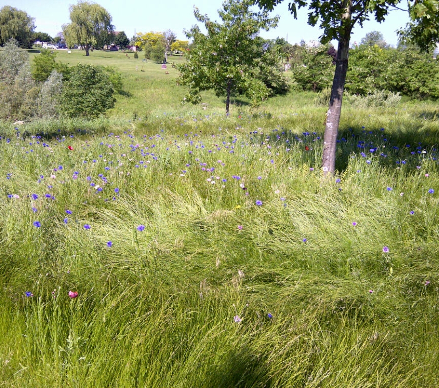 tall grass at Duffin Meadows