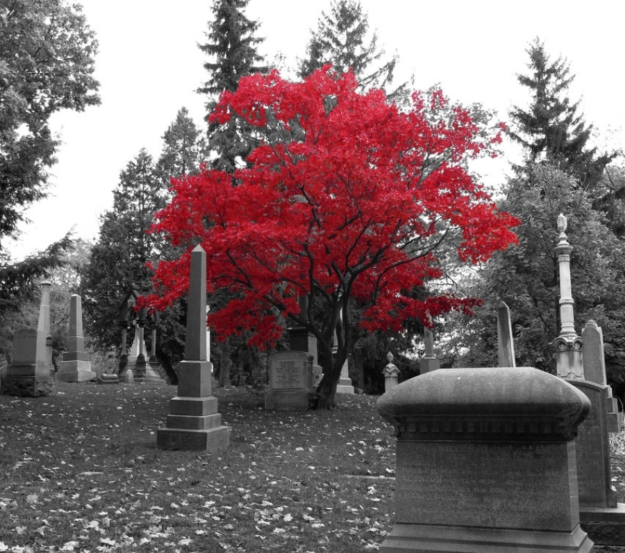 Cemetery hillside with gravestones and a vivid red tree standing out against a black-and-white background.