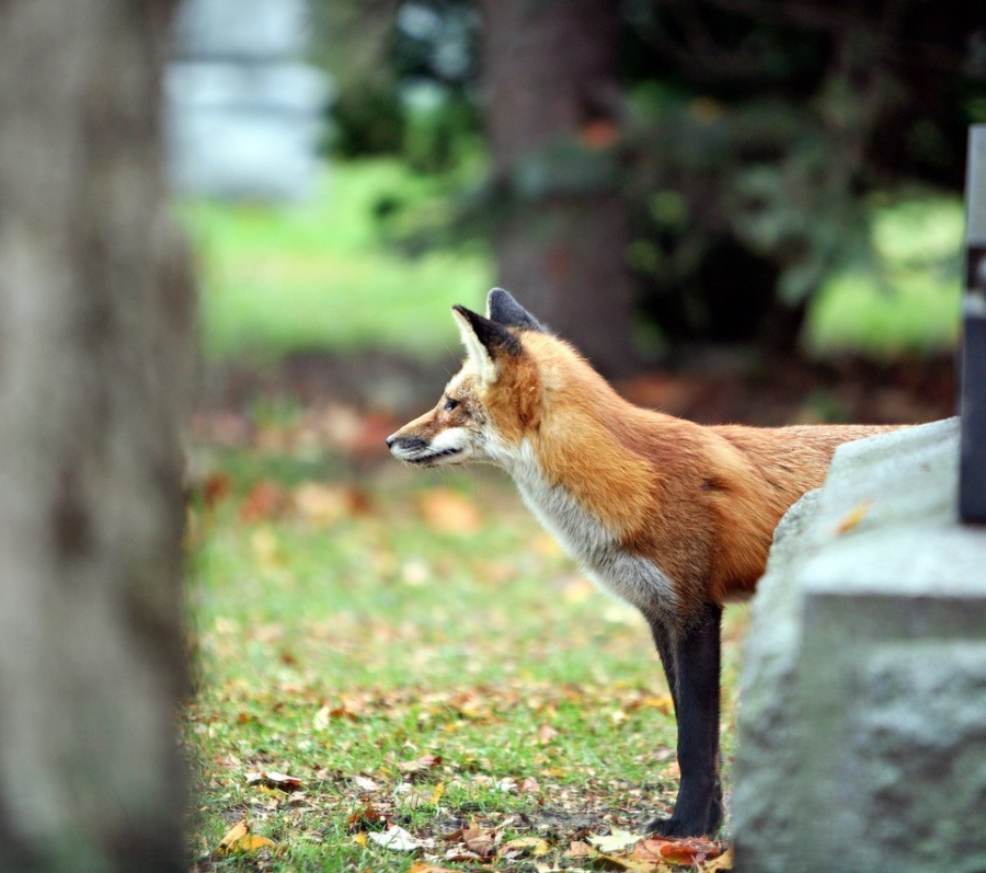 Fox standing on grass near a headstone in a cemetery.