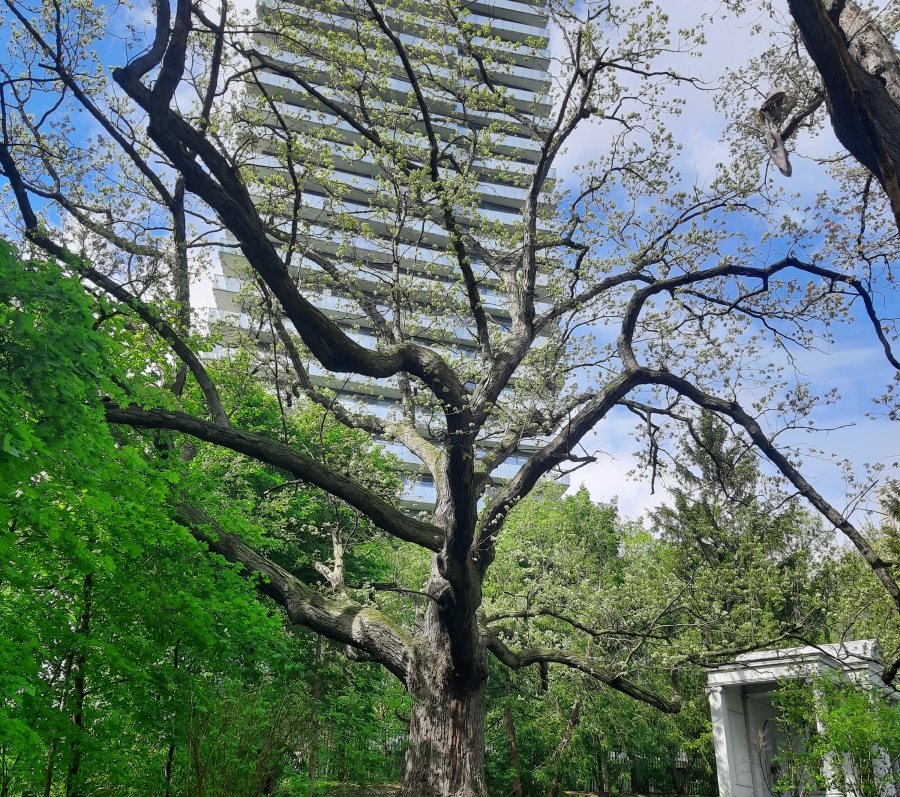 A large, mature oak tree spreading wide branches over a grassy park area, with a wooden bench beneath it. A modern high‑rise building rises in the background, partially framed by the tree’s foliage, and a small white pavilion structure stands to the right under a bright blue sky.