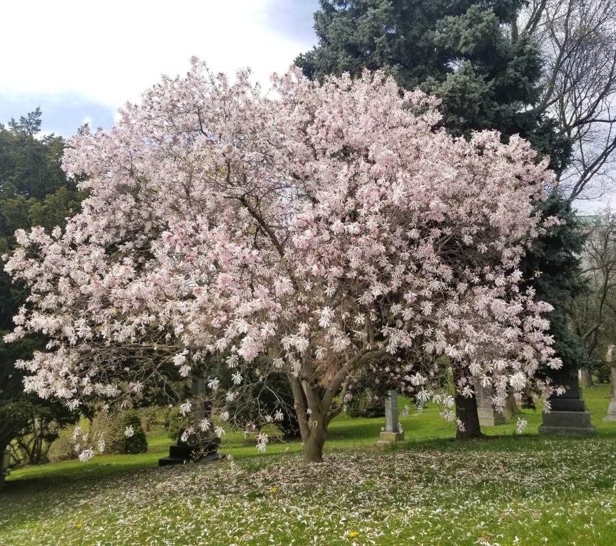 Flowering magnolia tree covered in pale pink blossoms standing in a grassy cemetery landscape. Fallen petals scatter across the lawn beneath the tree, with surrounding evergreens and stone monuments visible in the background.