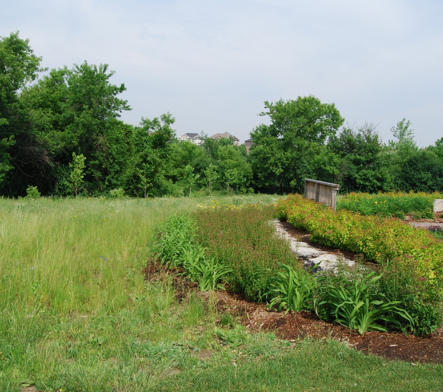 long grassy area at Meadowvale