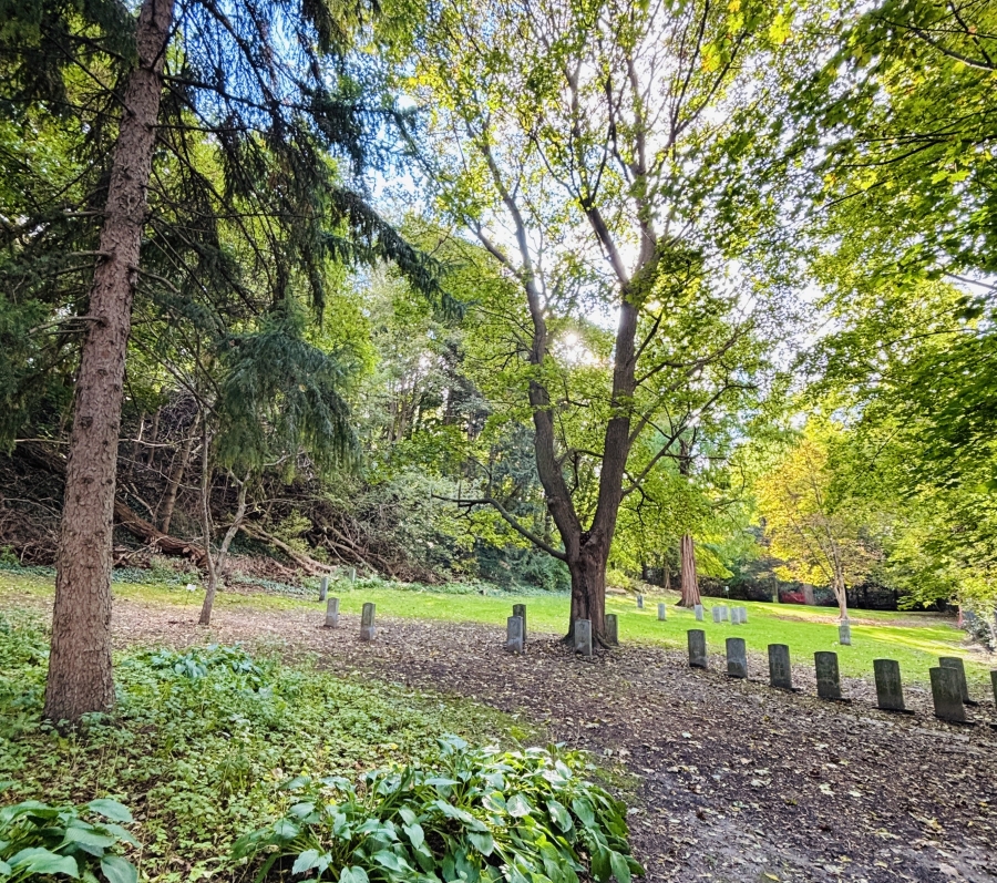 short graves surrounded by trees
