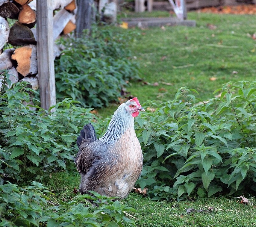 a chicken roaming free