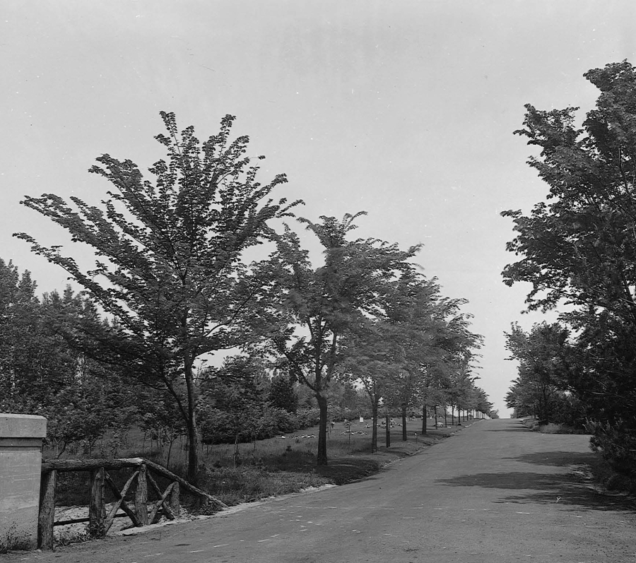 Black‑and‑white photograph of a tree‑lined roadway stretching into the distance, with evenly spaced trees on both sides. A low stone bridge or railing appears on the left, and the road curves gently uphill beneath an open sky, creating a quiet, park‑like landscape.