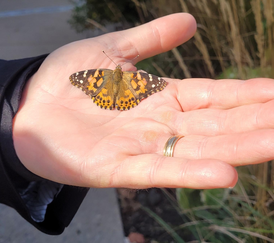 a butterfly in the palm of a hand