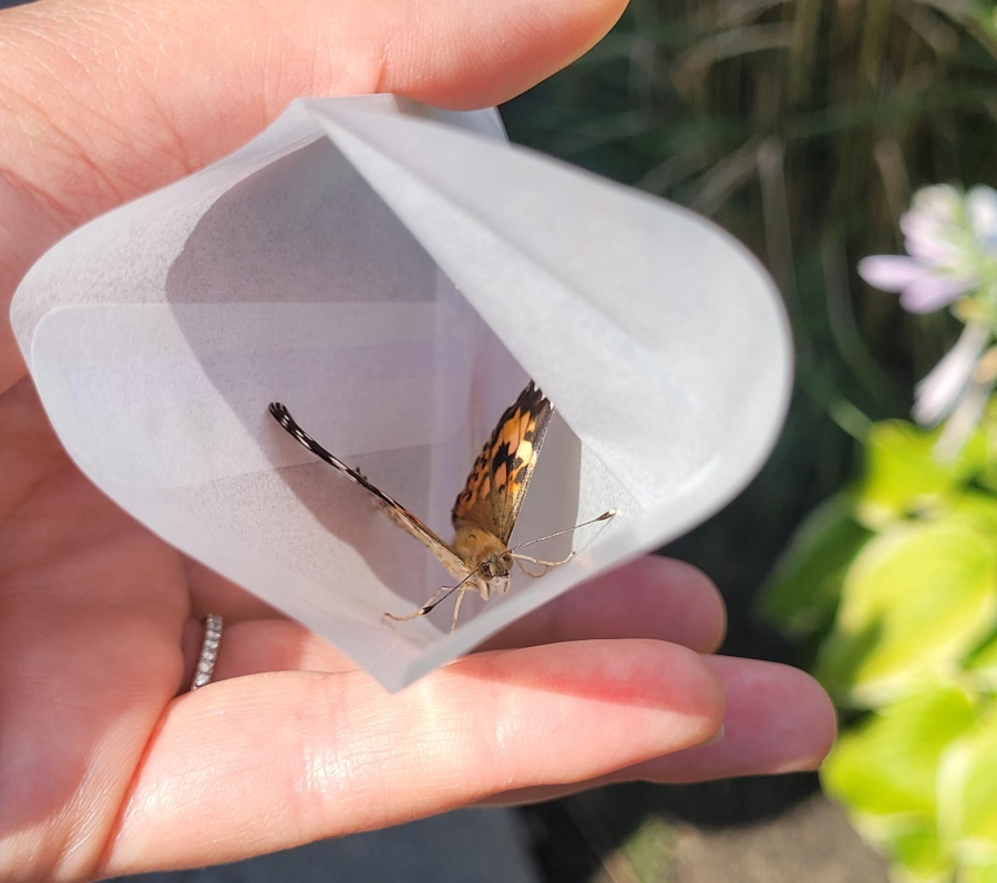 a butterfly in an envelope waiting to fly away