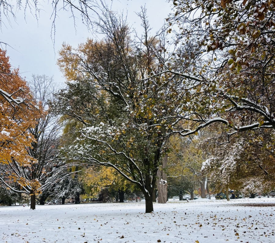 Autumn landscape showing a large silver maple tree with yellow and brown leaves dusted by fresh snow, standing in an open grassy park. Fallen leaves scatter across the snow‑covered ground, with additional trees and open space visible in the background.