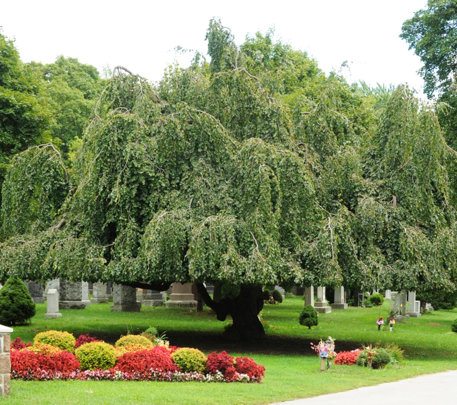 willow tree at Prospect Cemetery