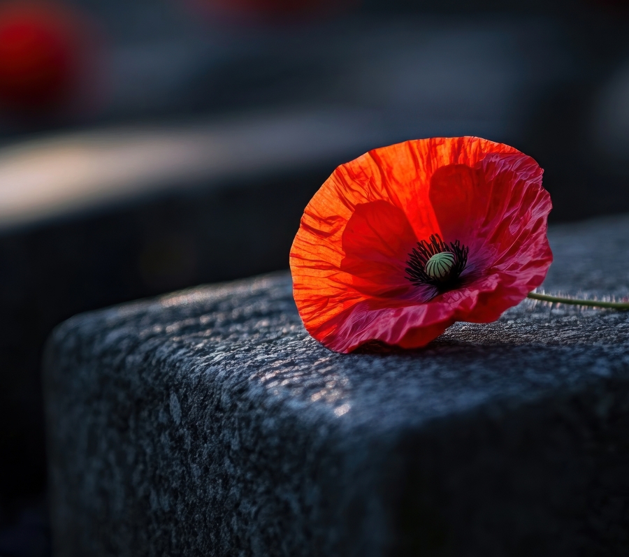 A red poppy placed on a stone, representing remembrance of soldiers who died in the First World War.