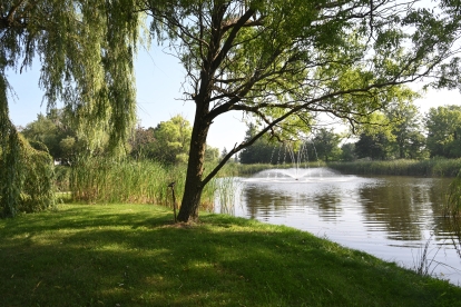 pond, grass and tree