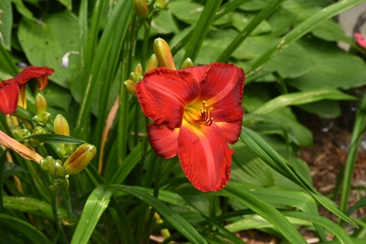 red flower