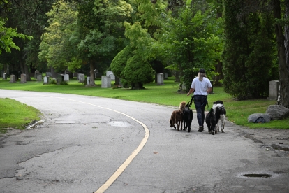 woman walking dogs in Mount Pleasant cemetery
