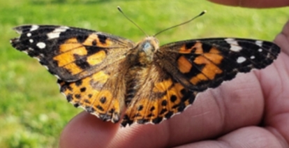 Butterflies released into the air during a memorial ceremony.