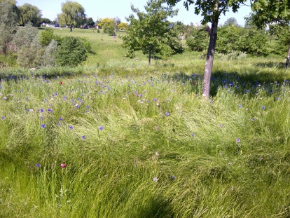 tall grass at Duffin Meadows