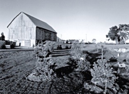 Black and white photo of a large wooden barn overlooking a landscaped field with young trees.