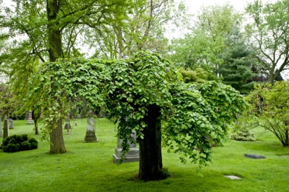 trees and graves at Necropolis