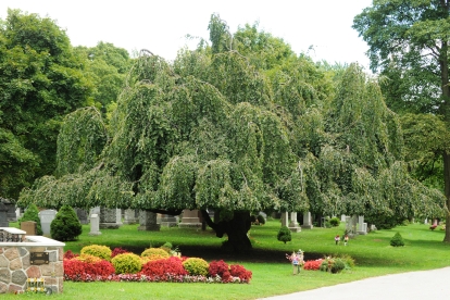 willow tree at Prospect Cemetery