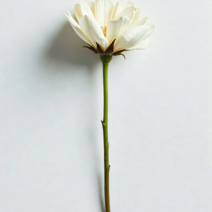 single flower
