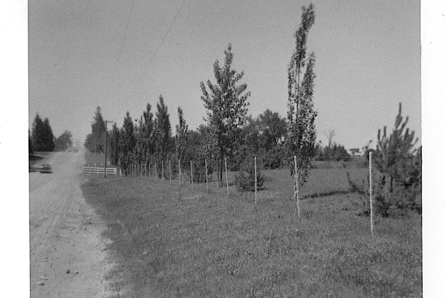 A black‑and‑white photograph of a rural roadside bordered by a dirt road on the left and a grassy field on the right. A line of young, slender trees supported by thin stakes runs parallel to the road, forming a simple fence or boundary. Additional trees and low vegetation fill the background. A car is faintly visible in the distance along the dusty road, which curves gently out of view.