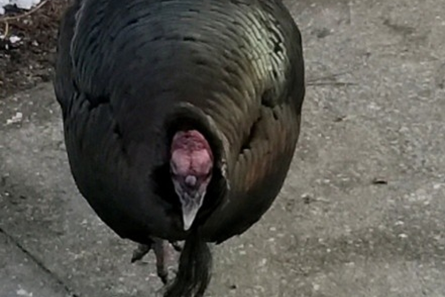 turkey