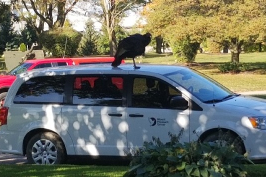 a turkey on top of a car