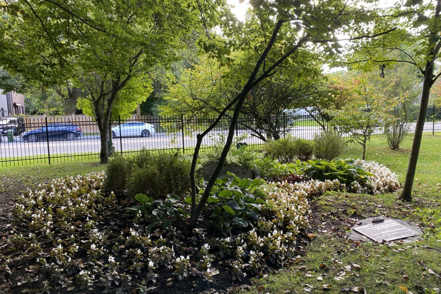area with rocks and trees