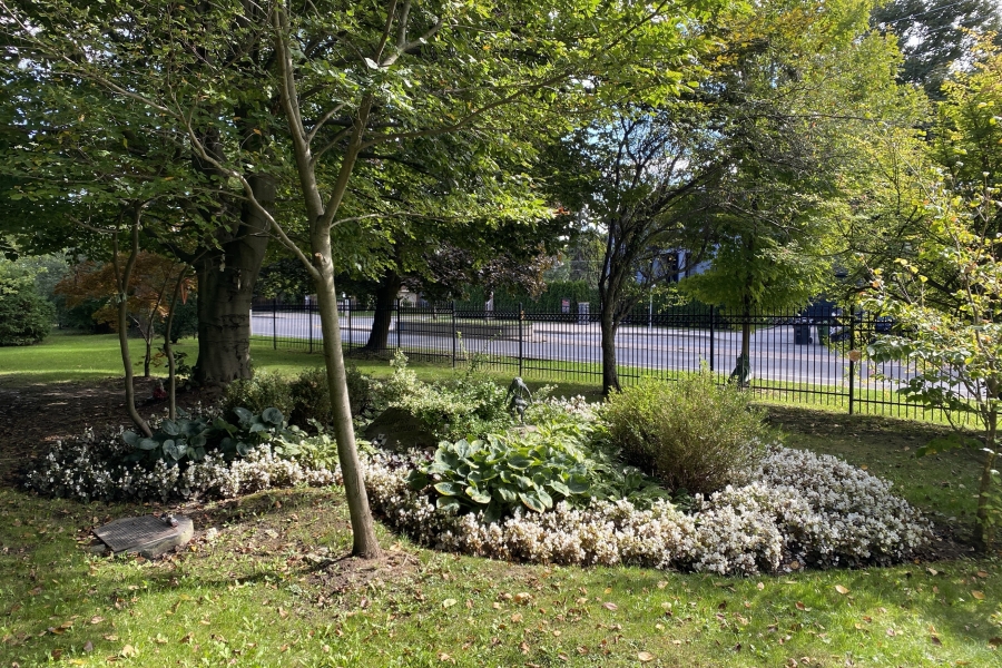 area with rocks and trees