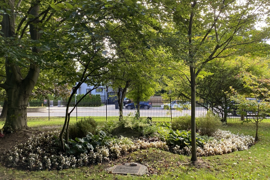 area with rocks and trees