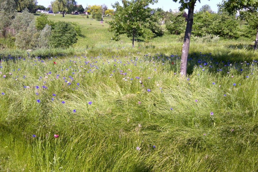 tall grass at Duffin Meadows
