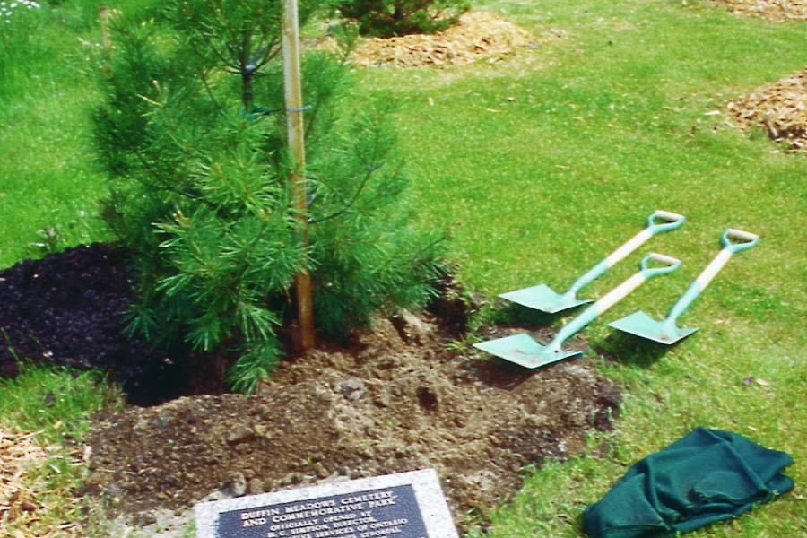 newly planted trees