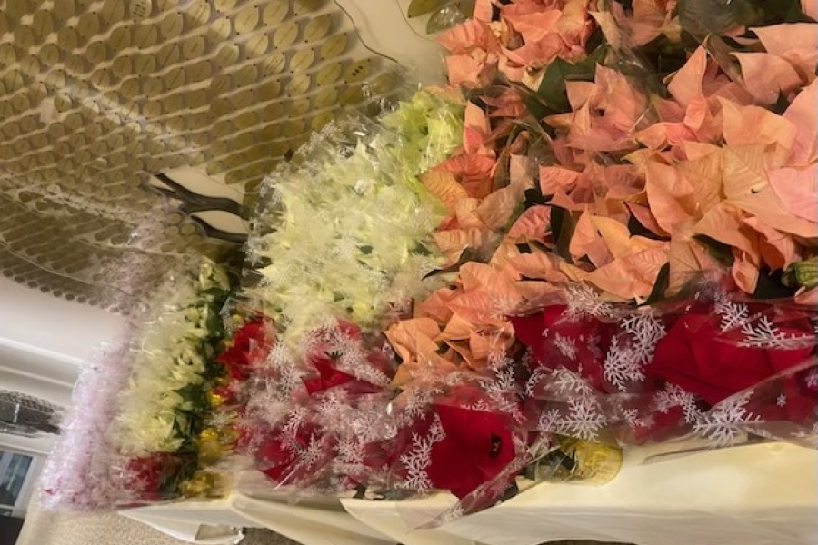 colourful flowers on a bench