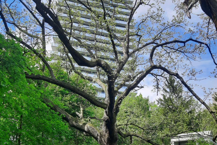 A large, mature oak tree spreading wide branches over a grassy park area, with a wooden bench beneath it. A modern high‑rise building rises in the background, partially framed by the tree’s foliage, and a small white pavilion structure stands to the right under a bright blue sky.