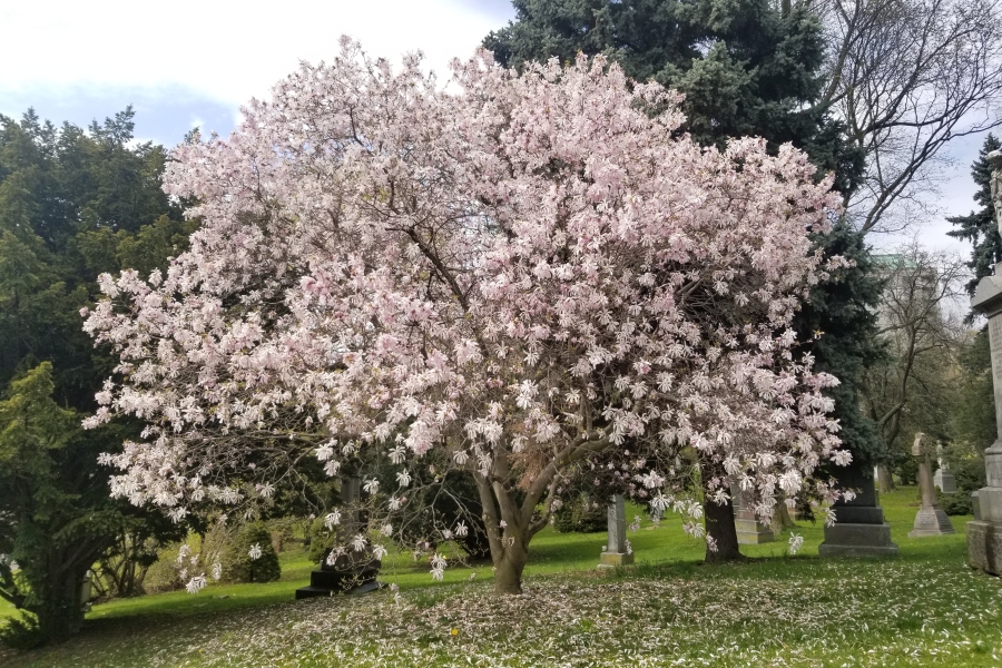 Flowering magnolia tree covered in pale pink blossoms standing in a grassy cemetery landscape. Fallen petals scatter across the lawn beneath the tree, with surrounding evergreens and stone monuments visible in the background.