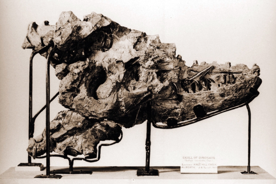 dinosaur skull