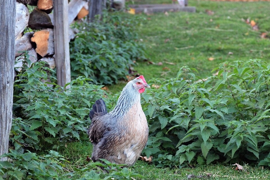 a chicken roaming free