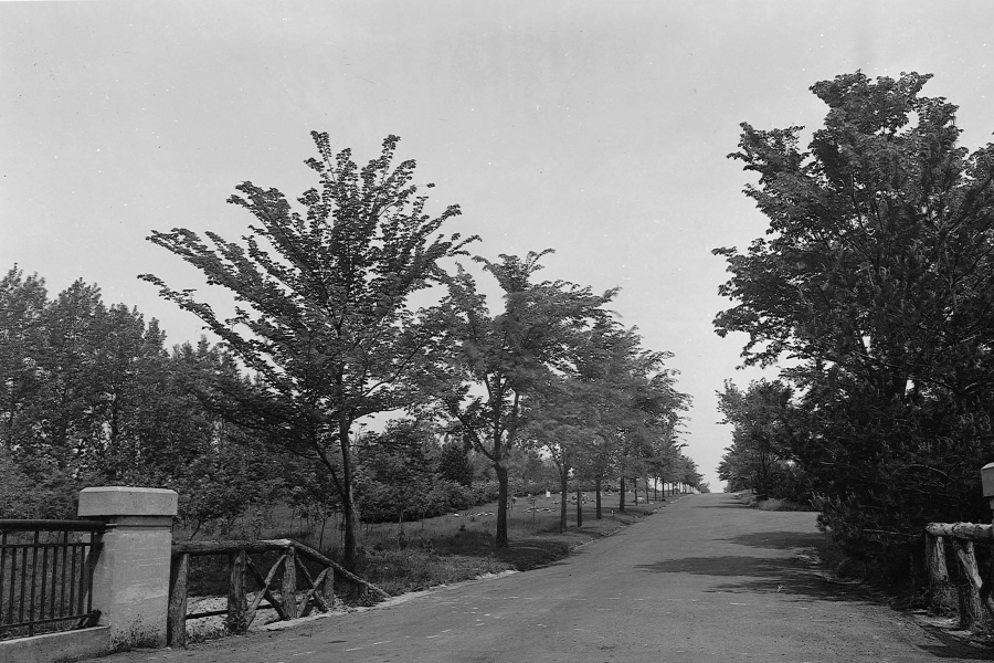 Black‑and‑white photograph of a tree‑lined roadway stretching into the distance, with evenly spaced trees on both sides. A low stone bridge or railing appears on the left, and the road curves gently uphill beneath an open sky, creating a quiet, park‑like landscape.