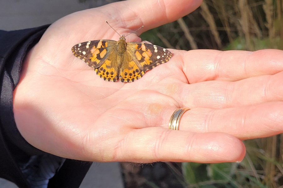 a butterfly in the palm of a hand
