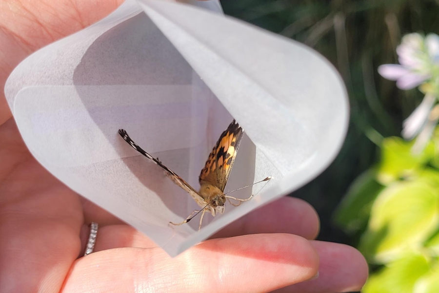 a butterfly in an envelope waiting to fly away