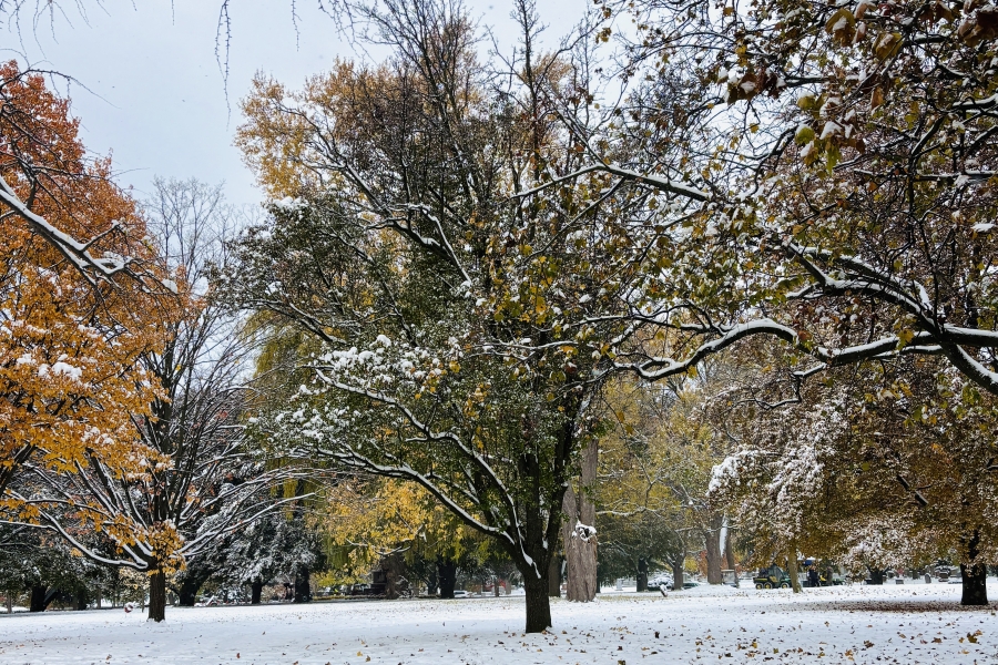Autumn landscape showing a large silver maple tree with yellow and brown leaves dusted by fresh snow, standing in an open grassy park. Fallen leaves scatter across the snow‑covered ground, with additional trees and open space visible in the background.