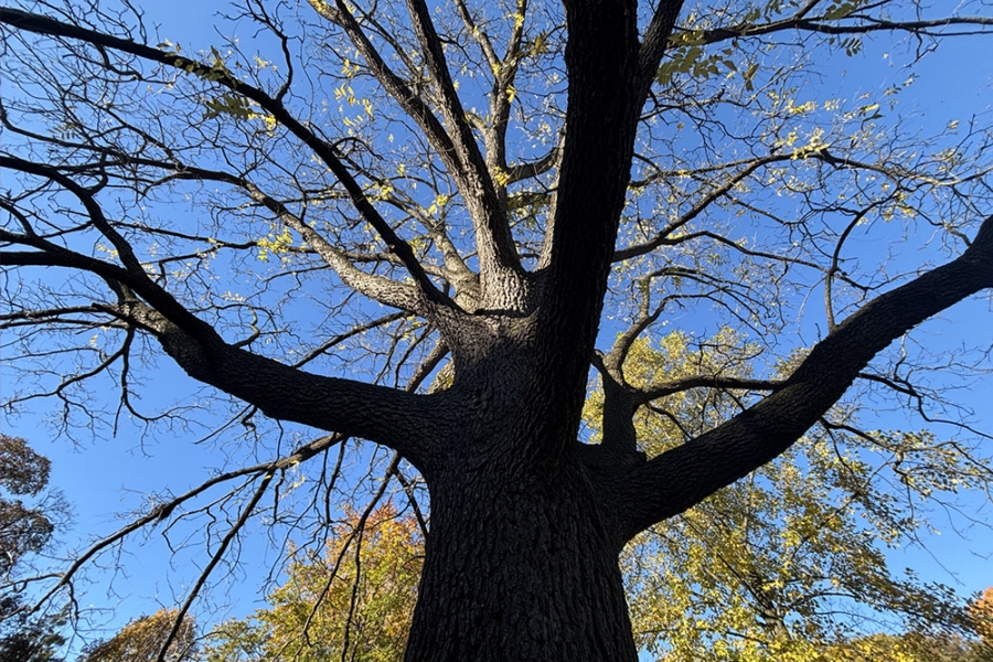 Upward view of a tall tree trunk with spreading branches and sparse autumn leaves against a clear blue sky.