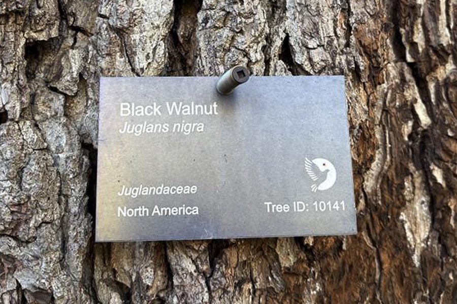 Metal identification plaque labeled ‘Black Walnut (Juglans nigra)’ mounted on rough tree bark.